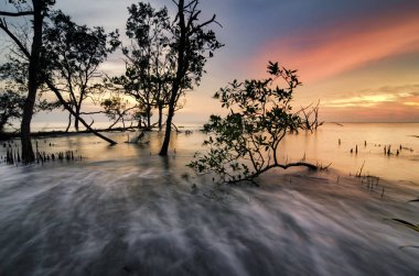 Güzel deniz manzarası, gün batımı arka plan tatil ve sakin kavramı için ideal çarpıcı üzerinde mangrov ağaç siluet
