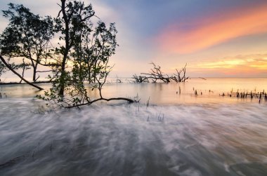 Çarpıcı siluet mangrov ağaç üzerinden günbatımı arka ekoloji ve çevre kavramı için ideal.