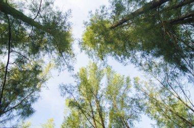 Deniz meşe ağacı orman solucan göz görünümü konsepti ile altından ararken. Seçici odak doku vurdu gövde üzerinde.