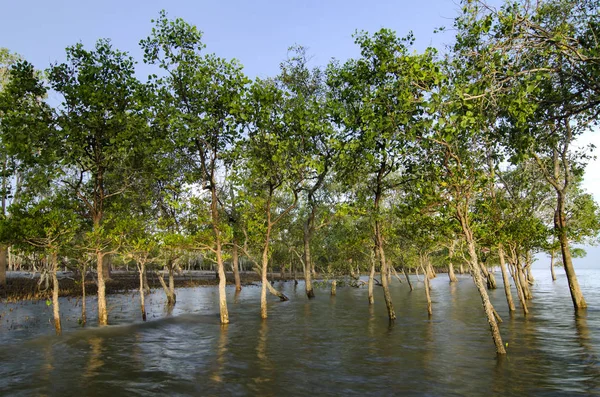 Mangrov orman parlak güneş ışığı altında mangrov sert kıyı koşulları hayata adapte