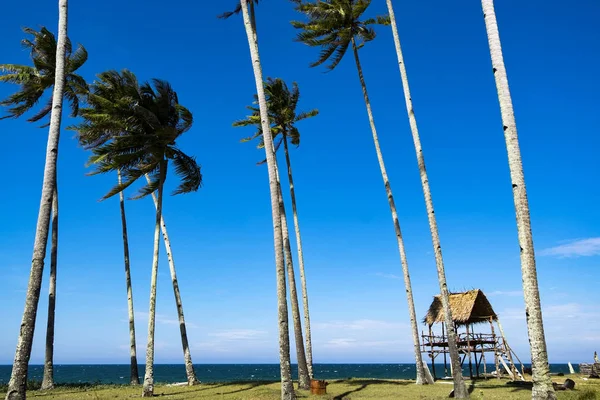 Piękna Wieś Terengganu Malezja Pobliżu Plaży Otoczeniu Kokosowe Drzewo Pod — Zdjęcie stockowe