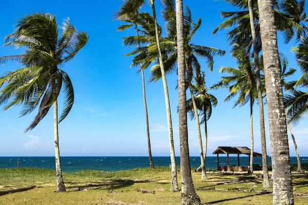 Деревня Малайзийском Городе Теренггану Рядом Пляжем Окружении Кокосового Дерева Ярким — стоковое фото