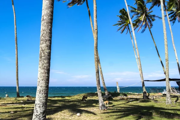 Деревня Малайзийском Городе Теренггану Рядом Пляжем Окружении Кокосового Дерева Ярким — стоковое фото