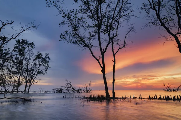 Güzel deniz manzarası, gün batımı arka plan tatil ve sakin kavramı için ideal çarpıcı üzerinde mangrov ağaç siluet