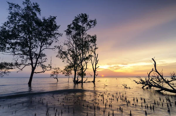 Gün batımı arka plan tatil ve Özgürlük kavramı için ideal çarpıcı üzerinde mangrov ağaç güzel siluet