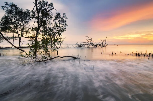 Çarpıcı siluet mangrov ağaç üzerinden günbatımı arka ekoloji ve çevre kavramı için ideal.