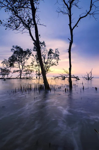 Güzel deniz manzarası, gün batımı arka plan tatil ve sakin kavramı için ideal çarpıcı üzerinde mangrov ağaç siluet