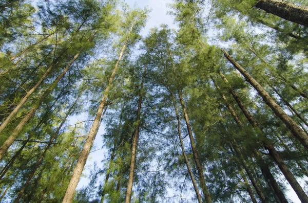 Deniz meşe ağacı orman solucan göz görünümü konsepti ile altından ararken. Seçici odak doku vurdu gövde üzerinde.