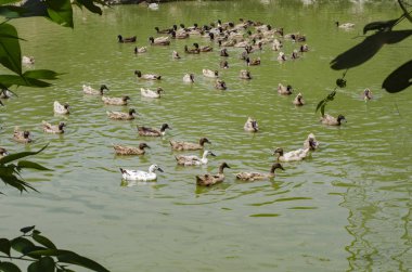 Covey güneşli gün gölde yüzmeye ördek
