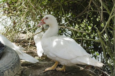 parlak güneş ışığı altında göl güneşli gün ayakta beyaz sevimli ördek