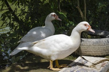 parlak güneş ışığı altında göl güneşli gün ayakta beyaz sevimli ördek