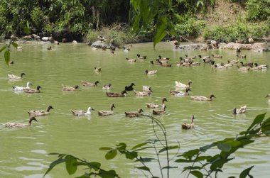 Covey güneşli gün gölde yüzmeye ördek