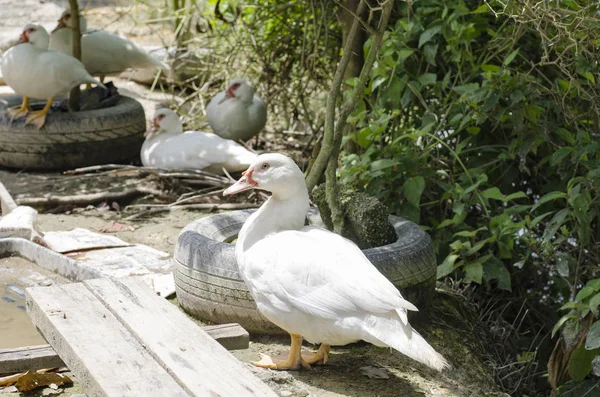 parlak güneş ışığı altında göl güneşli gün ayakta beyaz sevimli ördek