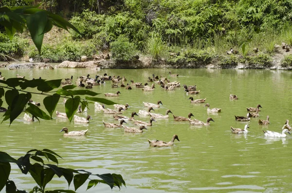 Covey güneşli gün gölde yüzmeye ördek