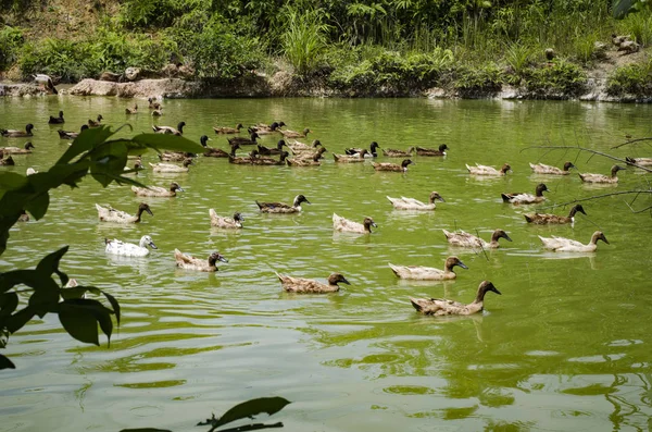 Covey güneşli gün gölde yüzmeye ördek