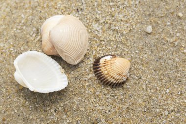 Yaz plaj arka plan ve portre resim kum üzerinde deniz kabukları