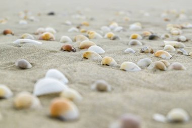 Yaz plaj arka plan ve portre resim kum üzerinde deniz kabukları