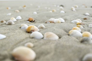 Yaz plaj arka plan ve portre resim kum üzerinde deniz kabukları