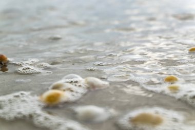 Yaz plaj arka plan ve portre resim kum üzerinde deniz kabukları