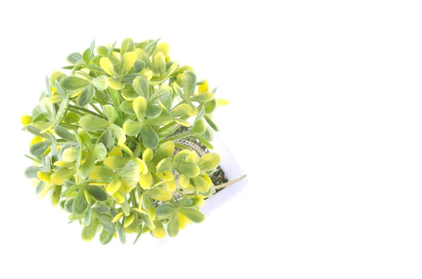 Plante Verte Artificielle Sur Fond Blanc Espace Négatif Pour Texte — Photo