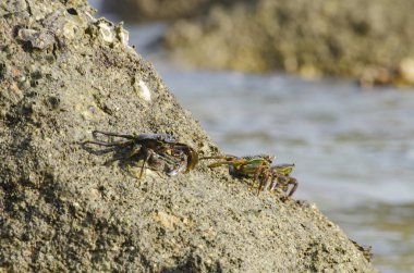 lightfoot yengeçler eş kenar boyunca Pangkor Adası, Malezya bir kaya oluşumu üzerinde grup