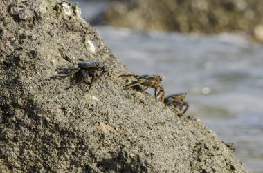 lightfoot yengeçler eş kenar boyunca Pangkor Adası, Malezya bir kaya oluşumu üzerinde grup