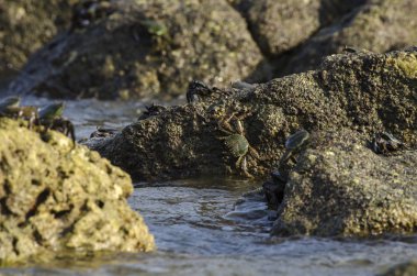 lightfoot yengeçler eş kenar boyunca Pangkor Adası, Malezya bir kaya oluşumu üzerinde grup
