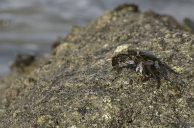 lightfoot yengeçler eş kenar boyunca Pangkor Adası, Malezya bir kaya oluşumu üzerinde grup