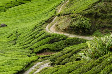 Doğa kompozisyon, Cameron Highland, Malezya'da bulunan çay plantasyon güzel sahne