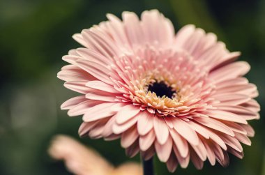 Seçici makro çekim, Gerbera'lardan petal alan sığ derinliği ile çiçeklenme.