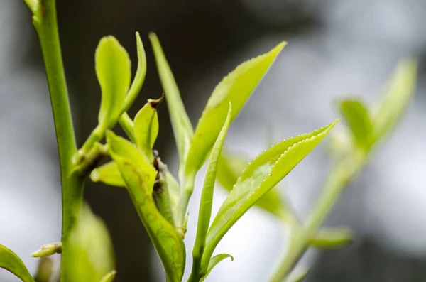 Mooi Natuur Close Beeld Van Groene Thee Bud Bladeren Cameron — Stockfoto