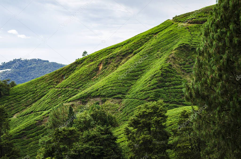 Nature composition, beautiful scenery of tea plantation located in Cameron Highland, Malaysia