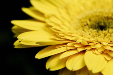 Seçici makro çekim, Gerbera'lardan petal alan sığ derinliği ile çiçeklenme.