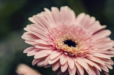 Seçici makro çekim, Gerbera'lardan petal alan sığ derinliği ile çiçeklenme.