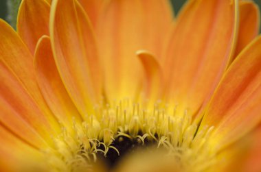 Seçici makro çekim, Gerbera'lardan petal alan sığ derinliği ile çiçeklenme.