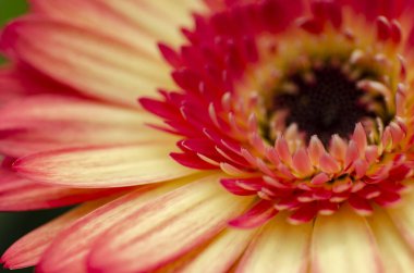 Seçici makro çekim, Gerbera'lardan petal alan sığ derinliği ile çiçeklenme.