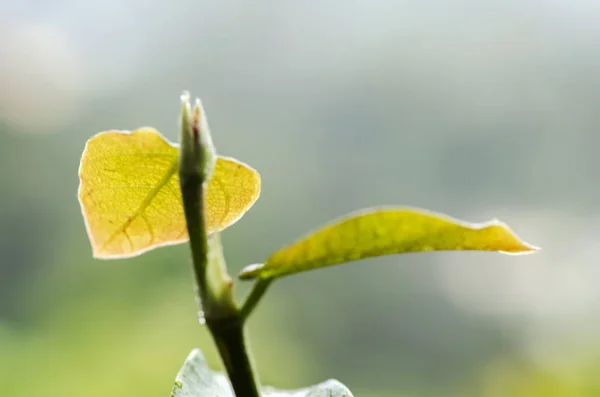 Close Van Tak Met Jonge Bladeren Waterdruppel Tijdens Het Regent — Stockfoto