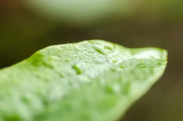 Nahaufnahme Junger Blätter Und Wassertropfen Während Des Regentages Flache Schärfentiefe — Stockfoto