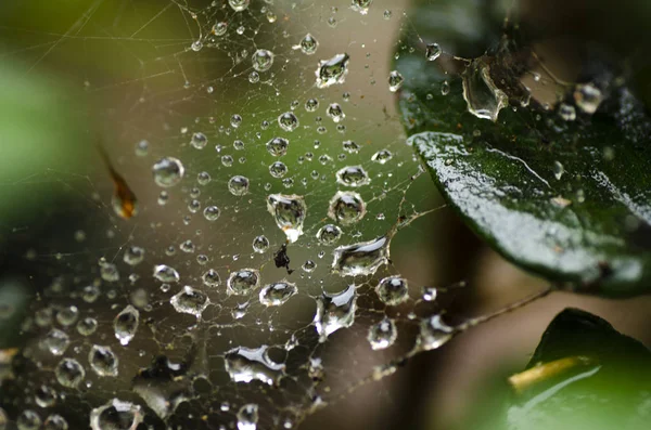 Streszczenie Zamazany Obraz Kropli Wody Tle Web Spider — Zdjęcie stockowe