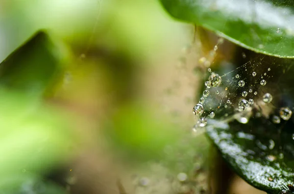 Abstraktes Verschwommenes Bild Von Wassertropfen Auf Spinnennetzhintergrund — Stockfoto