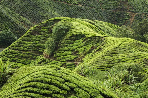 Doğa kompozisyon, Cameron Highland, Malezya'da bulunan çay plantasyon güzel sahne