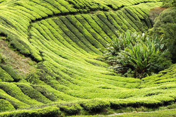 Természet Összetétele Gyönyörű Táj Tea Ültetvény Található Cameron Highland Malajzia — Stock Fotó