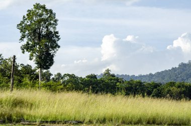 Tropikal yağmur ormanları manzara, Royal Belum devlet Perak, Malezya parkı çevreleyen doğa güzelliği