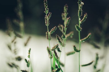 yumuşak odak makro çekim güzel kır çiçekleri ile sığ derinlik-in tarla
