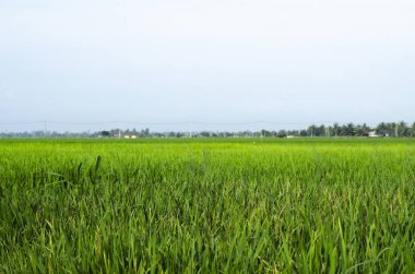 Kırsal alan görünüm yeşil çeltik pirinç alan güzel manzara ile çevreleyen.