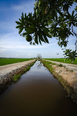 Kırsal alan görünüm yeşil çeltik pirinç alan güzel manzara ile çevreleyen.