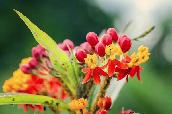 Makro Snímek Rozostřený Krásných Divokých Květů Malou Hloubkou Ostrosti — Stock fotografie