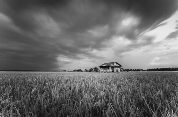 Dilapidado Abandonar Casa Madeira Circundante Com Bela Paisagem Campo Arroz — Fotografia de Stock