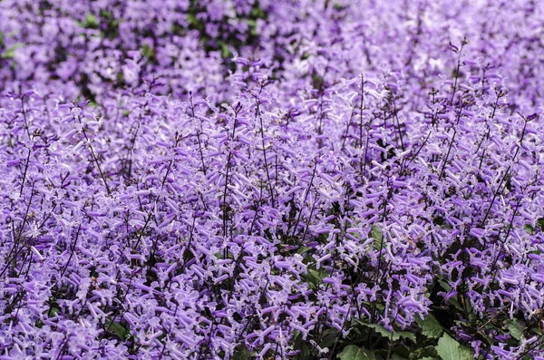 Plectranthus Mona lavanta çiçekleri arka plan. seçici odak vurdu