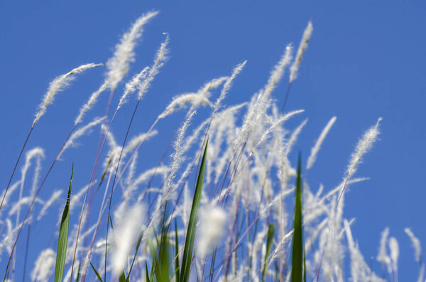 white grass flower call Cogongrass (Imperata cylindrica) under bright sunny day and blue sky background